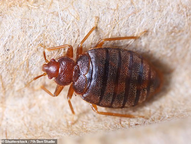 The room next to the Coopers' had been fumigated for bedbugs - and sealed with masking tape (stock image)